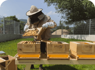 Bienenvölker werden auf Ihrem Firmengelände oder -dach angesiedelt